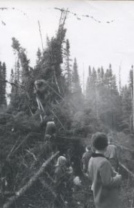 Building a fort with spruce trees 1964