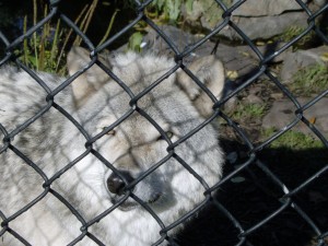 wolf in zoo