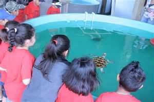 kids watching the turtles
