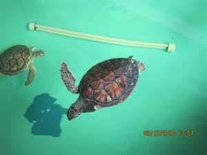 sea turtles at rescue