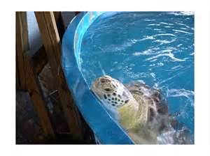 turtle in a tub