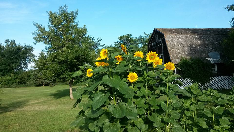 barn and sunflowers 2015