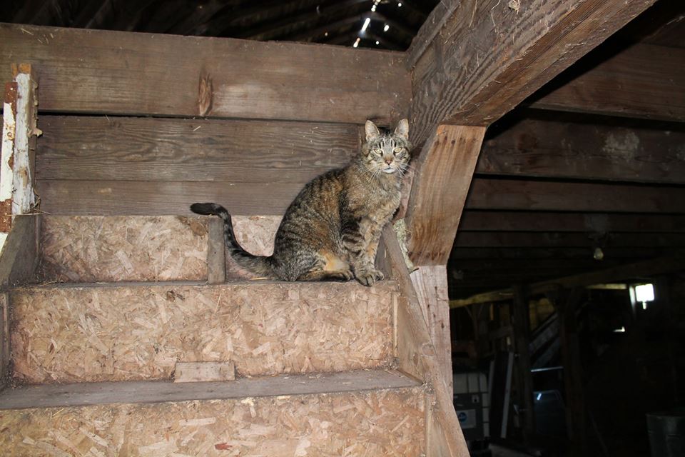 barn with cat