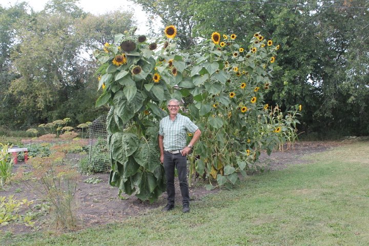 standing by sunflower 9-2013