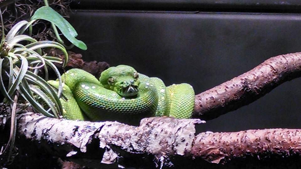 green snake 2014