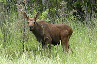 seeing a moose