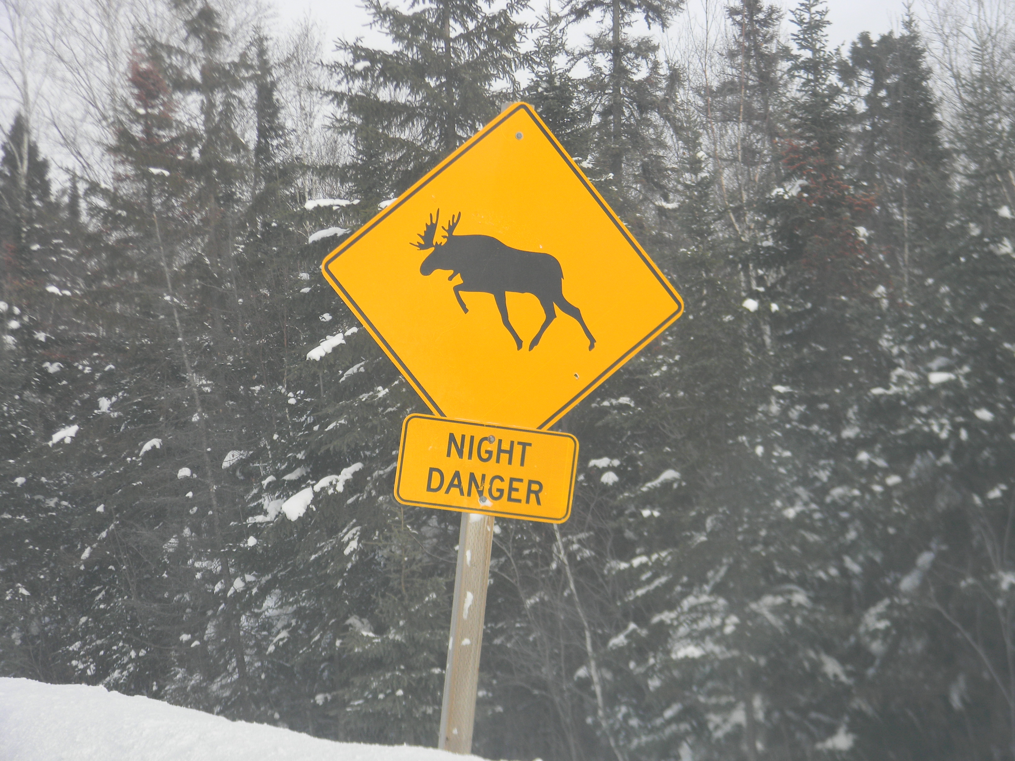 watch for moose