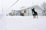 typical house and dog winter