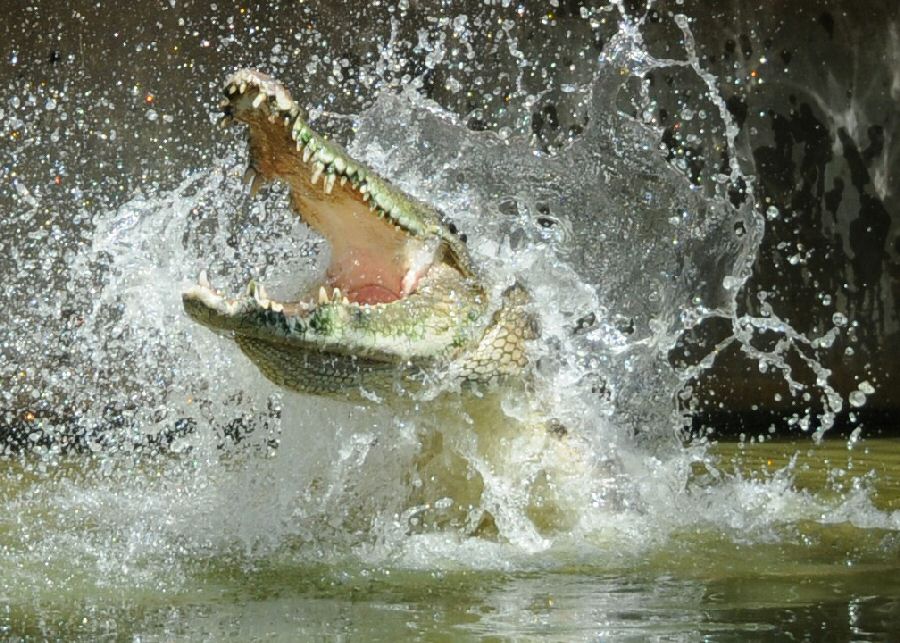 Saltwater crocodile 6