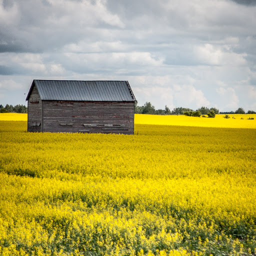 grainery in yellow flowers