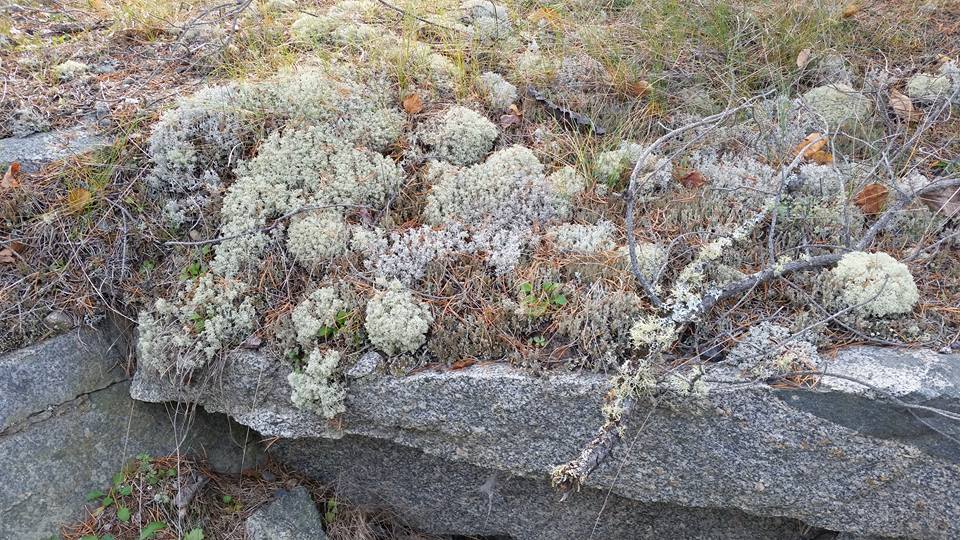 502 lichens