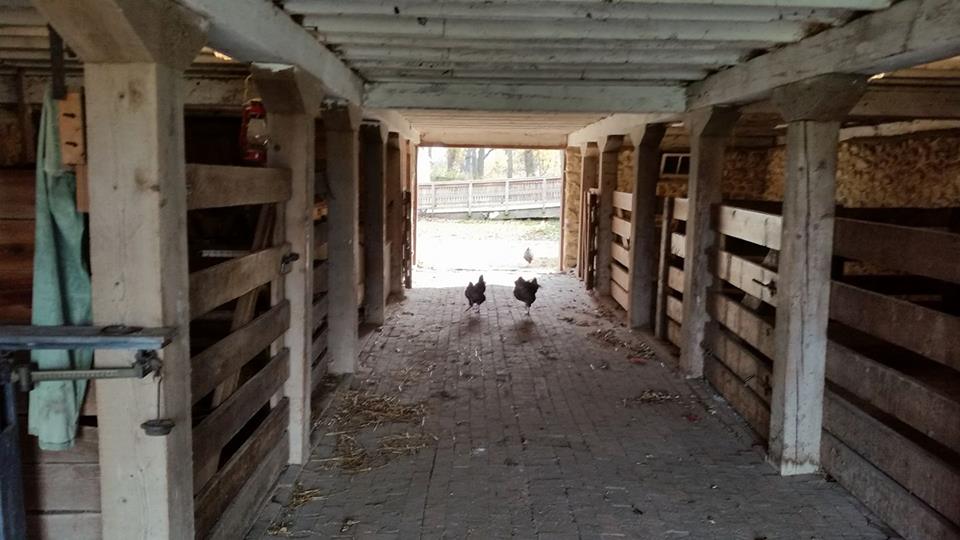 chickens-in-barn