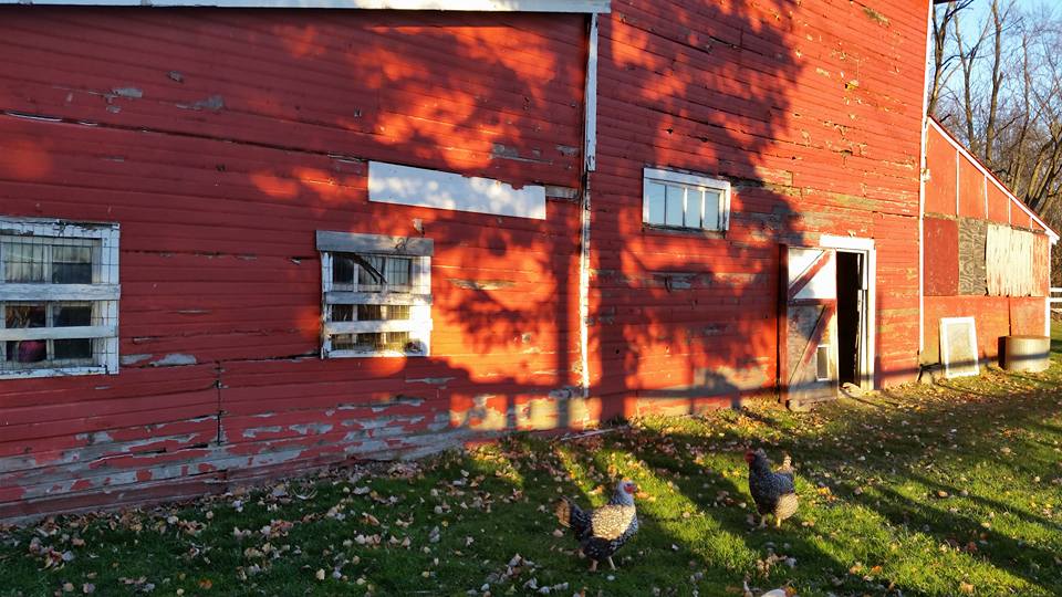 hens-and-red-barn-2