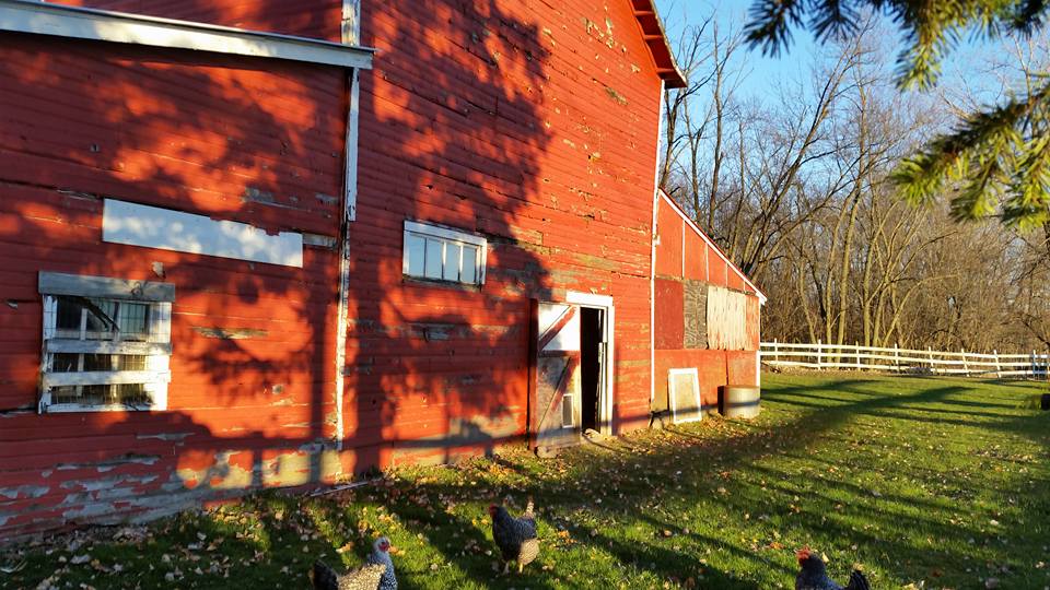 hens-and-red-barn-3