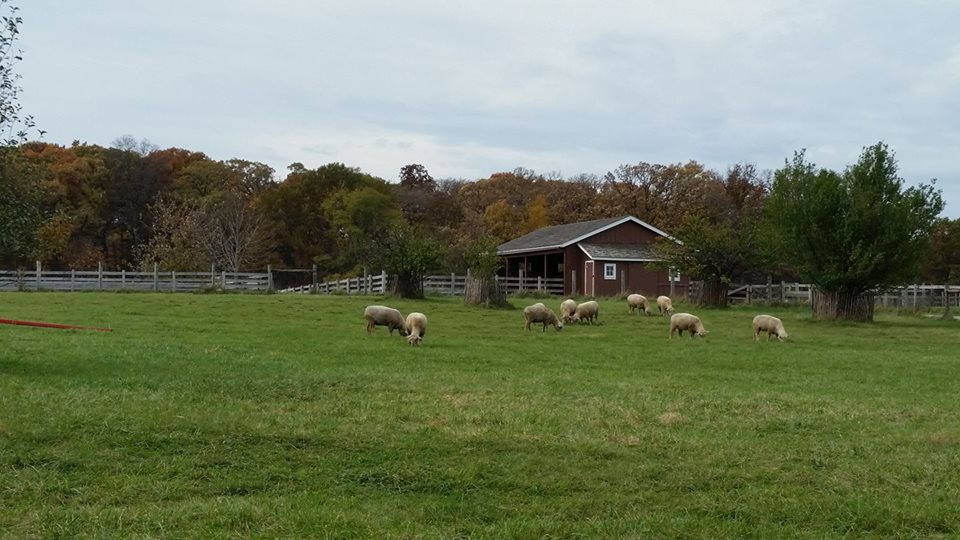 sheep-and-barn